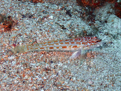 Gobius kolombatovici