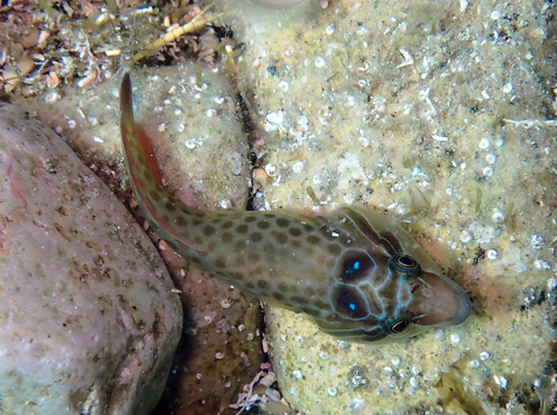 Cornish Sucker