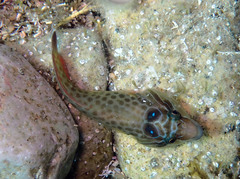 Lepadogaster purpurea