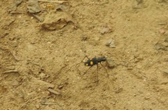 Cicindela bicolor