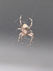Neoscona crucifera
