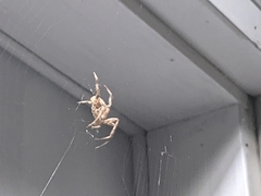 Neoscona crucifera