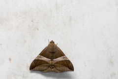 Bastilla fulvotaenia