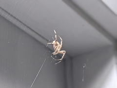 Neoscona crucifera