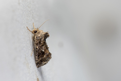 Ctenoplusia furcifera