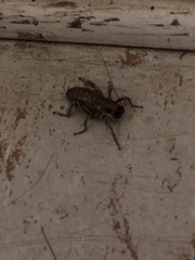 Cyphoderris