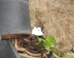 Neopithecops zalmora dharma