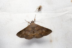Hypospila bolinoides