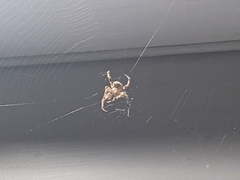 Neoscona crucifera