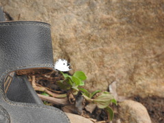 Neopithecops zalmora dharma