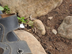 Neopithecops zalmora dharma