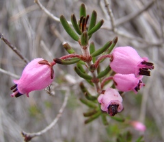 Erica botryoides