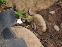 Neopithecops zalmora dharma