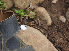 Neopithecops zalmora dharma