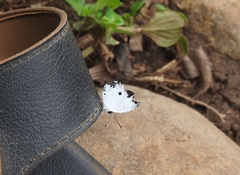 Neopithecops zalmora dharma