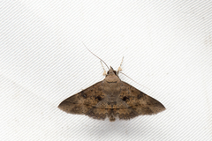 Hypospila bolinoides