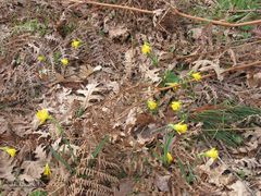 Narcissus cuneiflorus