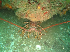 Panulirus homarus