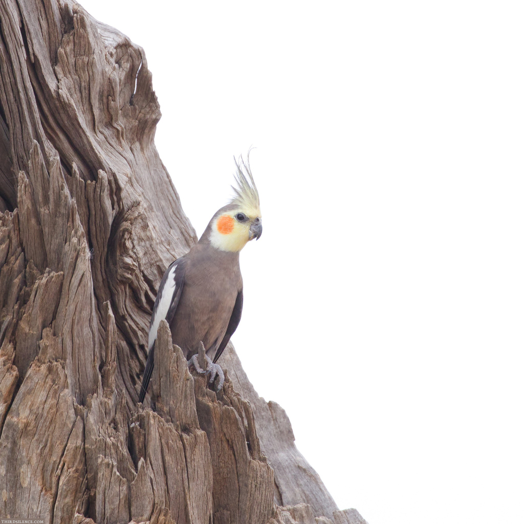 Foto de Cockatiel