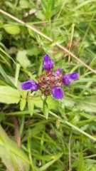 Prunella grandiflora