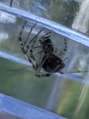 Parasteatoda tepidariorum