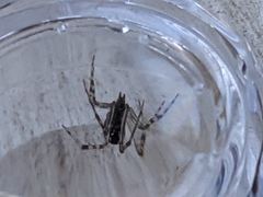 Parasteatoda tepidariorum