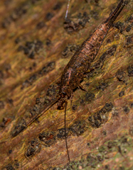 Nesomachilis