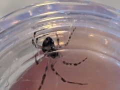 Parasteatoda tepidariorum