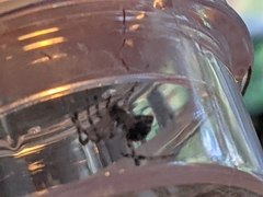 Parasteatoda tepidariorum