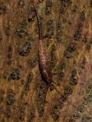 Nesomachilis