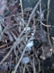 Parasteatoda tepidariorum