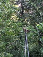 Parasteatoda tepidariorum