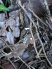 Parasteatoda tepidariorum