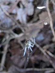 Parasteatoda tepidariorum