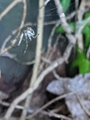 Parasteatoda tepidariorum