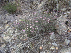 Erica botryoides