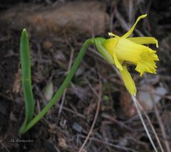 Narcissus cuneiflorus