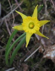Narcissus cuneiflorus