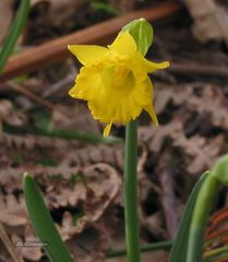 Narcissus cuneiflorus