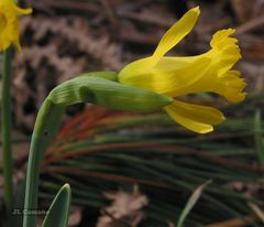 Narcissus cuneiflorus