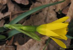 Narcissus cuneiflorus