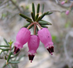 Erica botryoides