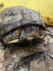 Terrapene carolina carolina