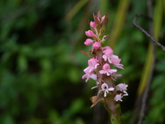 Satyrium nepalense