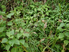 Satyrium nepalense