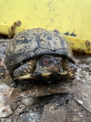Terrapene carolina carolina