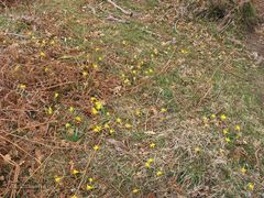 Narcissus cuneiflorus