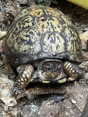 Terrapene carolina carolina