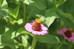 Zinniinae
