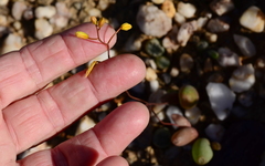 Bulbine dactylopsoides